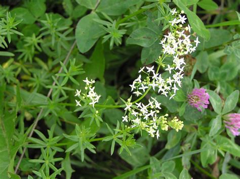 Galium Album Subsp Album Plants Of The World Online Kew Science