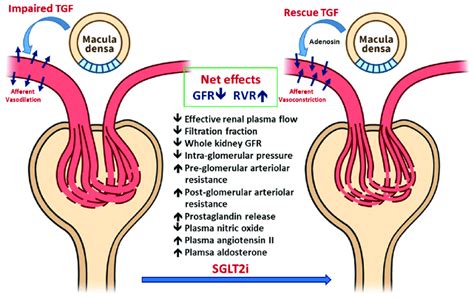 Hemodynamic Responses To A Sodium Glucose Transporter Inhibitor