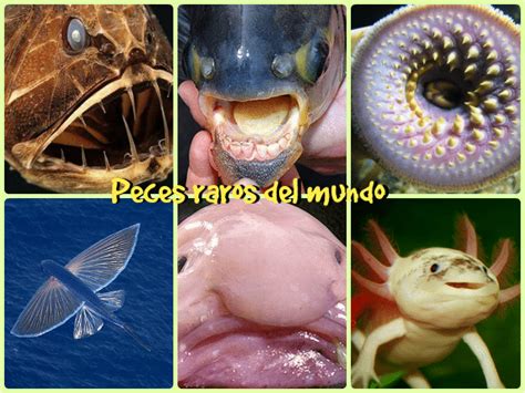 Los Peces Más Extraños Del Planeta 1ª Parte Todo Mascotas