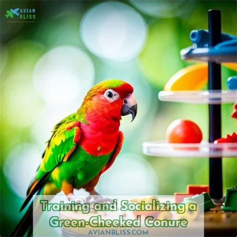 Green Cheeked Conure: Personality, Care, and More