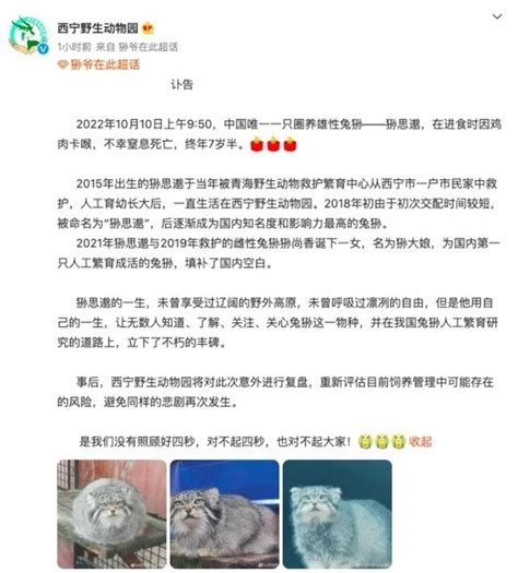 网红 狲思邈离世兔狲可爱为何很难养活 腾讯新闻