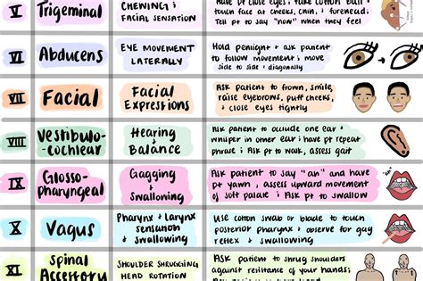 Nursing Misc Cranial Nerves Assessment Chart And Cheat Sheet