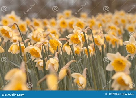 Beautiful Yellow Daffodils In The Field Stock Image Image Of Bouquet