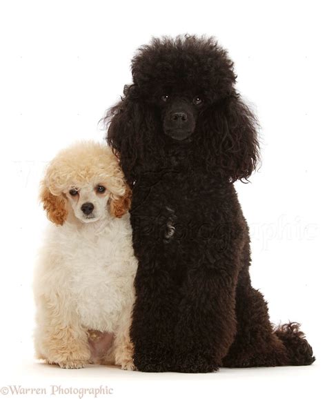 Dogs Cream Toy Poodle Puppy And Black Adult Photo Wp47420