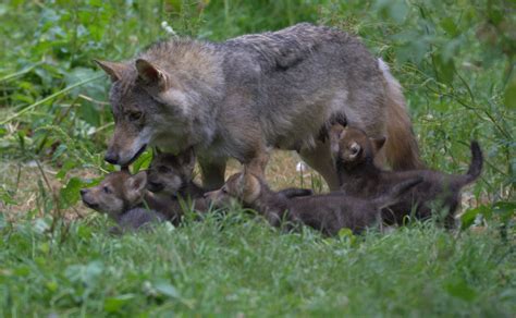 Five Playful Wolf Pups Pop Out Of Their Den Zooborns