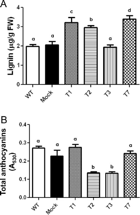 Quantification Of Lignin A And Anthocyanins B In T Arabidopsis