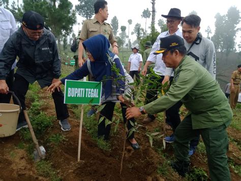 Cegah Bencana Bupati Tegal Umi Azizah Dan Perhutani Reboisasi Hutan