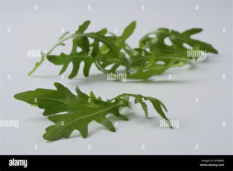 Rocket leaf on white background Stock Photo - Alamy