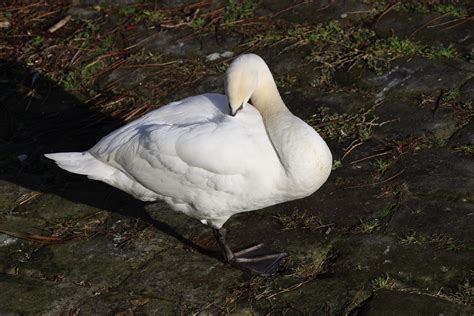 Cygnus Olor H Ckerschwan H Ckerschwan Cygnus Olor C Flickr