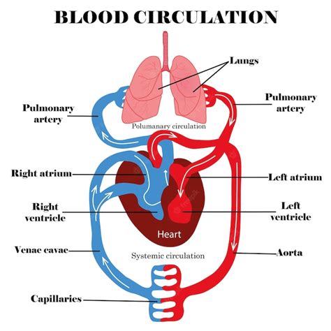 Premium Vector | Title Blood circulation systemHuman blood circulation ...