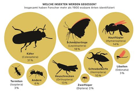 Novel Food Verordnung Werden Mehlw Rmer Und Maden Den Europ Ischen