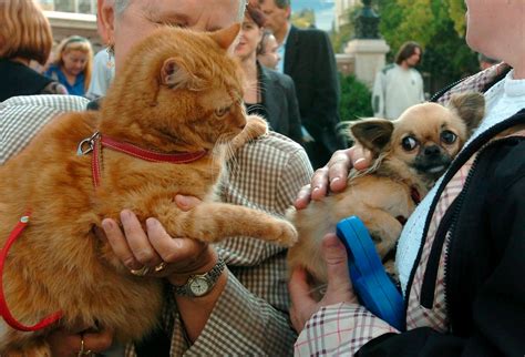 Perros Y Gatos Podrían Transmitir A Los Dueños Bacterias Resistentes Curadas