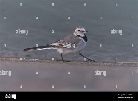 White Wagtail Motacilla Alba Stock Photo Alamy