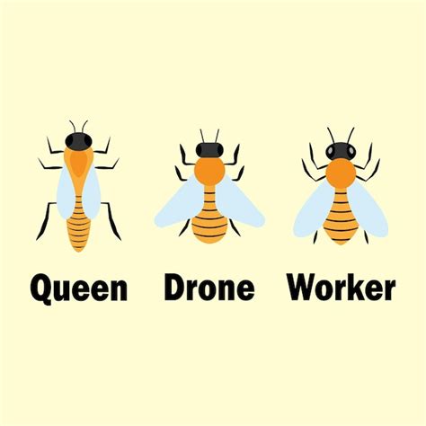 Premium Vector Queen Bee Drone Bee Worker Bee Vector