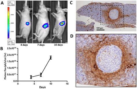 An Orthotopic Pancreatic Tumor Xenograft Model In Mice A Download Scientific Diagram