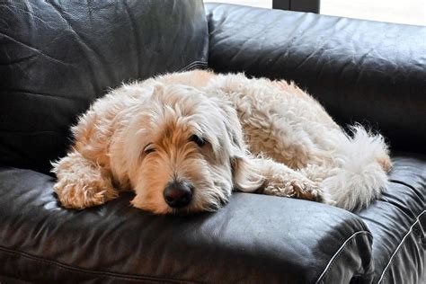 Flynn At Marlborough New Zealand A Labradoodle Stephen Satherley