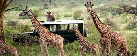 4 Days Masai Mara And Lake Nakuru National Park Safari