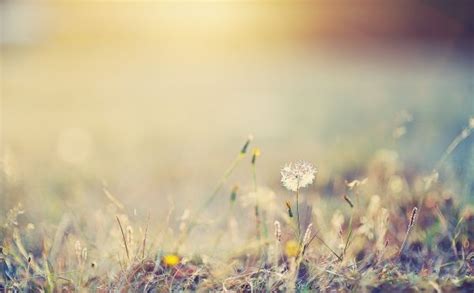 Wallpaper Sunlight Landscape Nature Sky Plants Field Branch