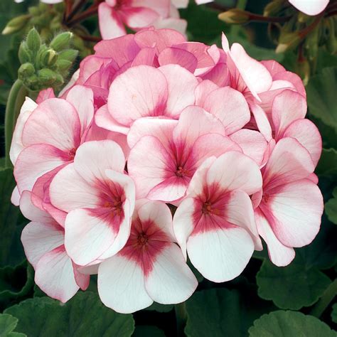 Maverick F1 Series Geranium Flower Garden Seeds Star Pink And Rose 100 Seeds Annual Flower