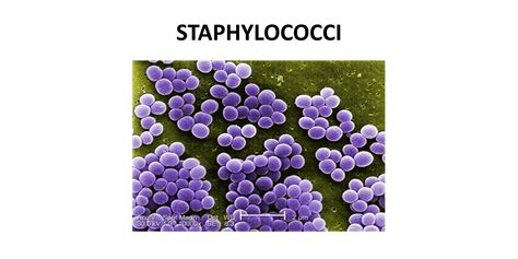 Solution Semi Final Gram Positive Cocci Staphylococci Studypool