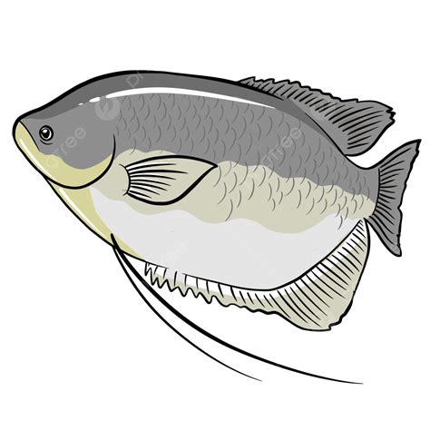 Ikan Gurame Png Vector Psd And Clipart With Transparent Background