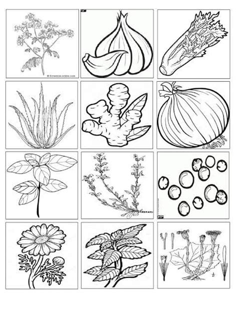 Botanical Coloring Pages For Adults