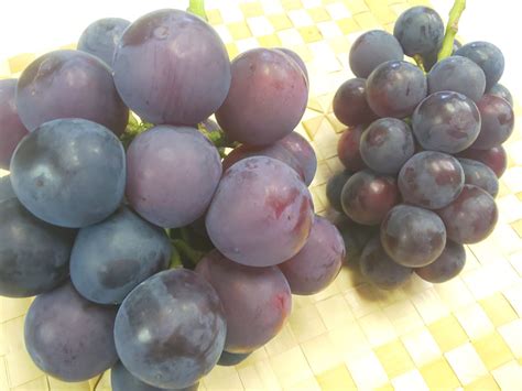 終了間近／🍇訳あり・ピオーネ🍇 約18kg【岡山県産】種なしぶどう【ニューピオーネ】：岡山県産のピオーネ｜食べチョク｜産地直送産直お