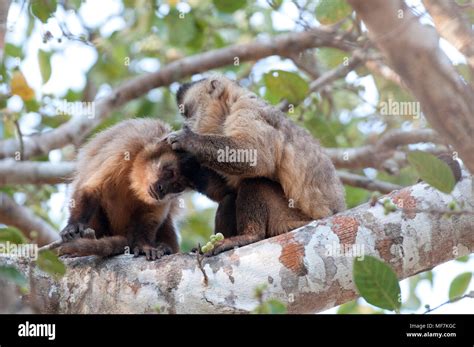 Bearded Capuchin Monkeys Hi Res Stock Photography And Images Alamy