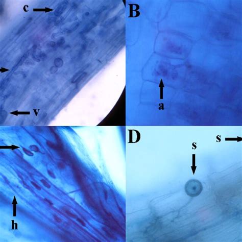 A D Arbuscular Mycorrhizal Fungi Structures Colonizing Roots Of C
