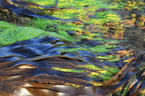 Left Out To Dry A More Efficient Way To Harvest Algae Biomass