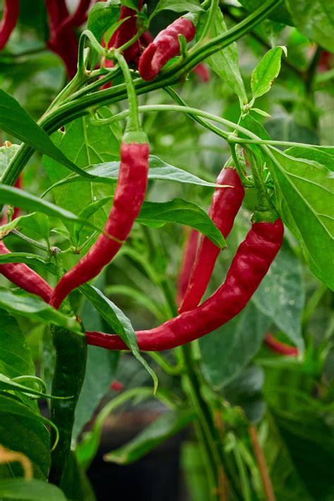 How to Grow Peppers This Summer - The Real Gardener