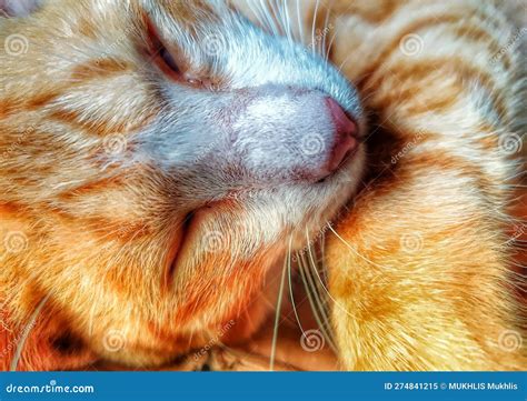 Cat Is Sleeping Soundly Stock Image Image Of Look Soundly