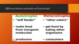 Heterotrophs And Autotrophs Pptx