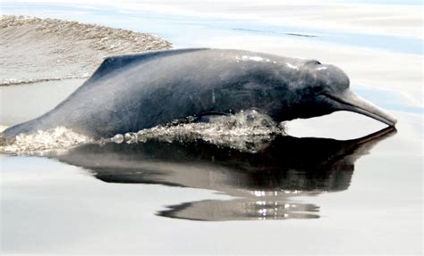 Ganges River Dolphin – "OCEAN TREASURES" Memorial Library