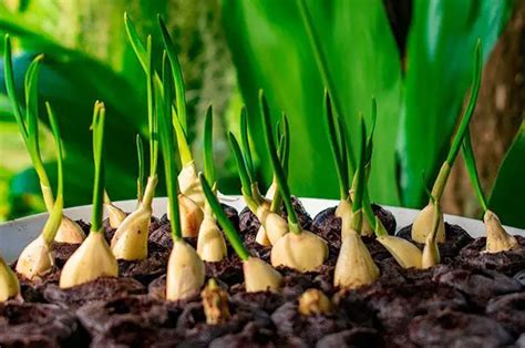 Plantar Ajos En Macetas Consejos Para Cultivar Ajo En Macetas