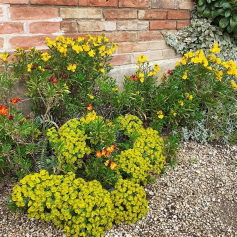 12 plantes vivaces couvre sol à feuillage persistant et sans entretien