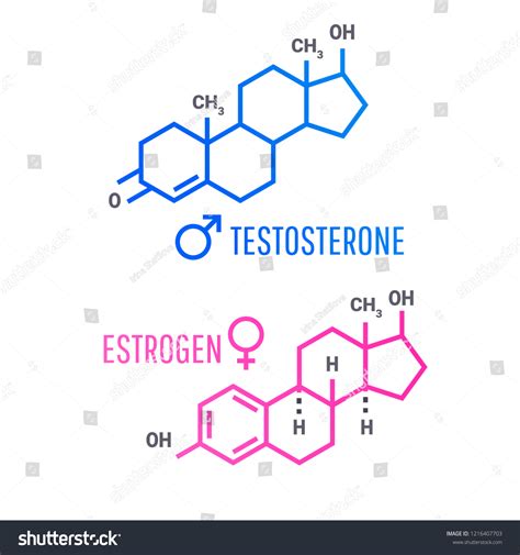 Sex Hormones Molecular Formula Estrogen Testosterone Stock Vector