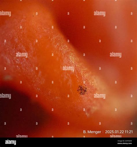 Basidiomycete Fungi Basidiomycota Stock Photo Alamy