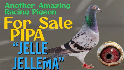 Proven Breeder Racing Pigeon From Jelle Jellema S Bloodline For