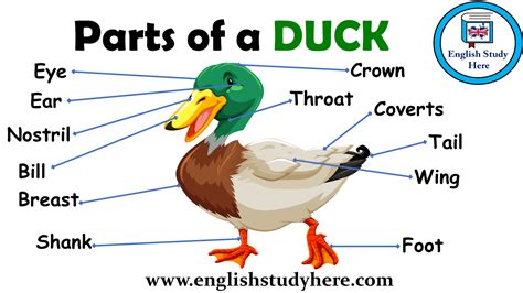 Parts of a Duck Vocabulary | Disegni