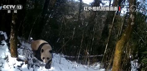 四川瓦屋山半个月内拍到三只野生大熊猫活动珍贵视频时政要闻中国台湾网