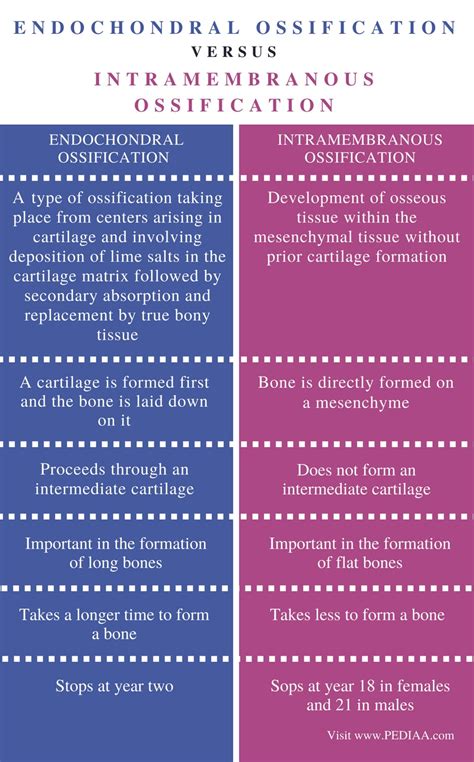Difference Between Endochondral Ossification and Intramembranous ...