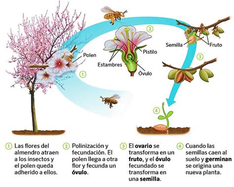 Reproduccion De Las Plantas 18063 The Best Porn Website