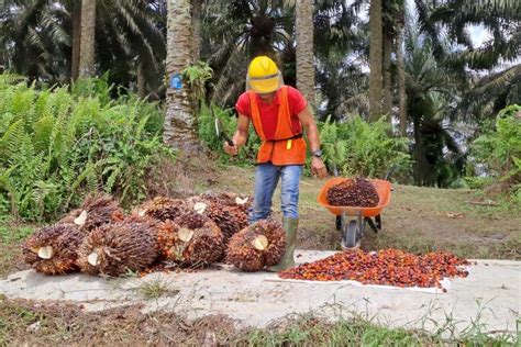 Asian Agri Targetkan 5 000 Petani Sawit Tersertifikasi RSPO Di 2030