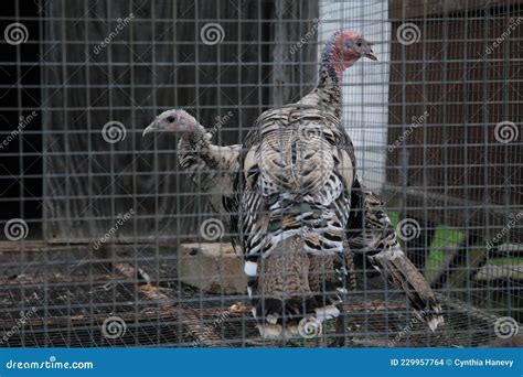 Turkeys In A Wire Cage Stock Photo Image Of Caged Wire 229957764