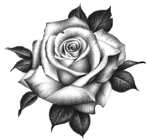 Tatoo Rose Rose Neck Tattoo Rose Tattoo Stencil Skull Rose Tattoos