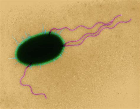 E Coli Photograph By Dennis Kunkel Microscopyscience Photo Library Fine Art America