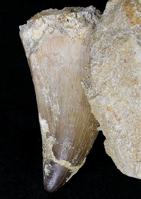 Large 2 2 Mosasaur Prognathodon Tooth In Matrix 18743 For Sale