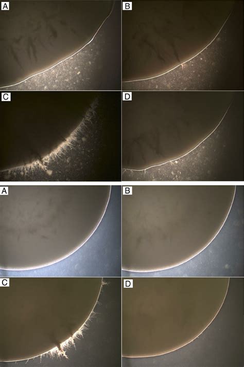 Morphologies Of C Albicans Strains Under Non Hypha Inducing Conditions Download Scientific