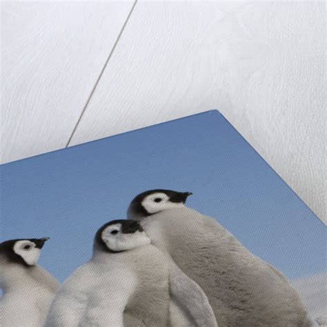 Emperor Penguin Chicks in Antarctica posters & prints by Corbis